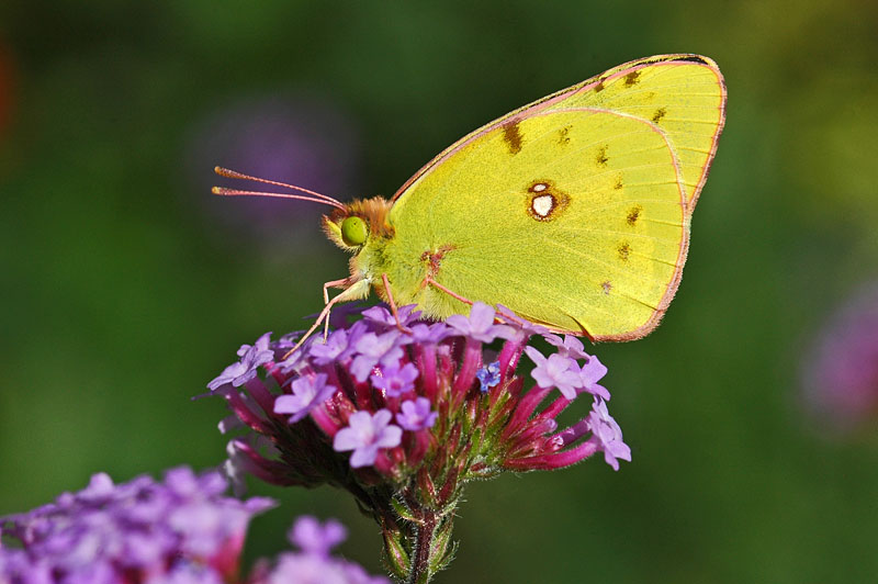 Clouded Yellow (Colias croceus)