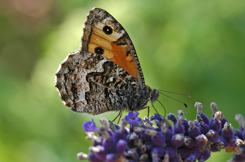 Grayling (Hipparchia semele semele)