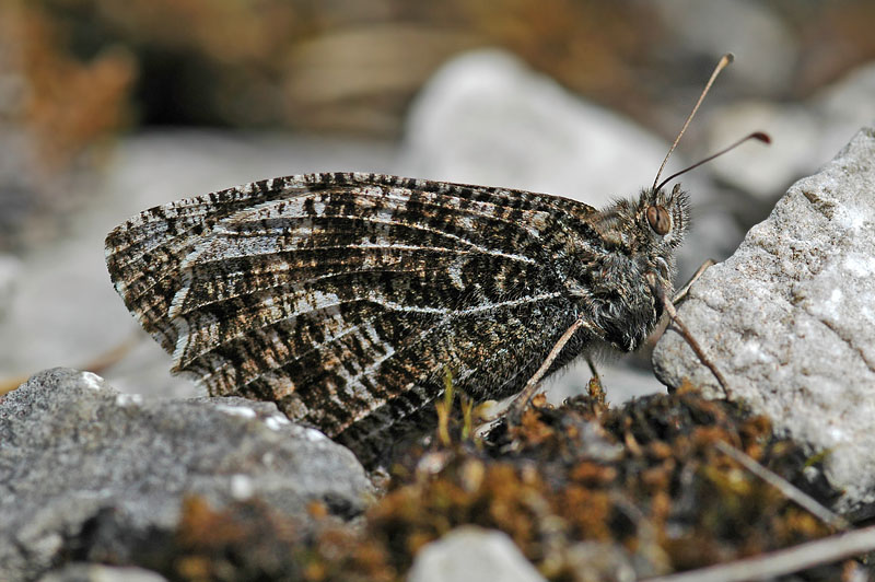 Grayling (Hipparchia semele semele)