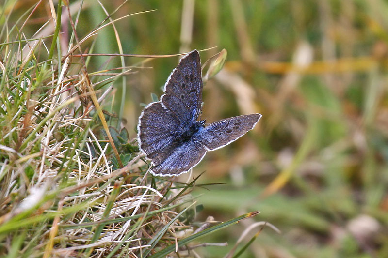 Large Blue (Maculinea arion)