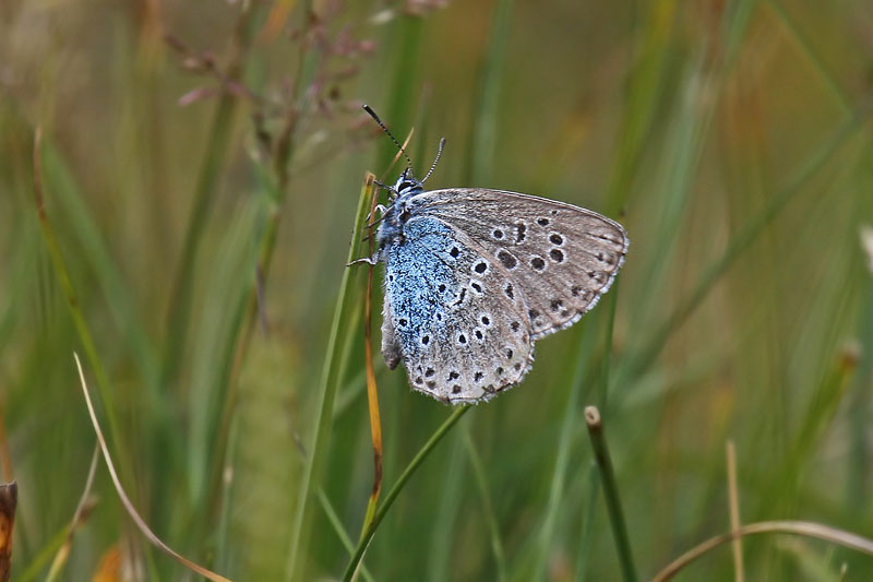 Large Blue (Maculinea arion)