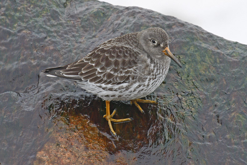 Purple Sandpiper (Calidris maritima)