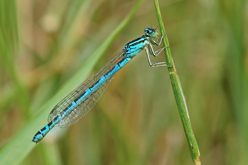 Dainty Damselfly (Coenagrion scitulum)