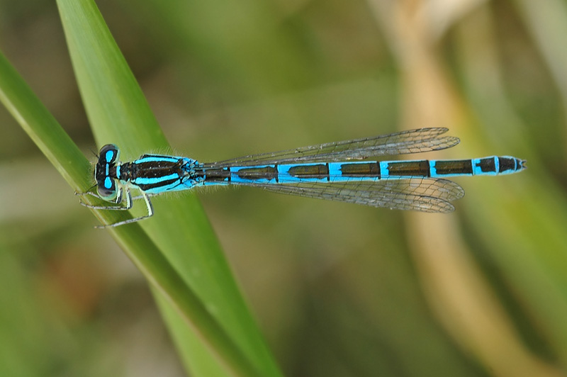 Dainty Damselfly (Coenagrion scitulum)