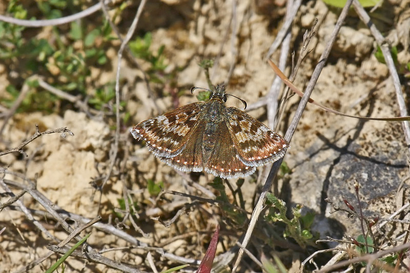 Dingy Skipper (Erynnis tages)