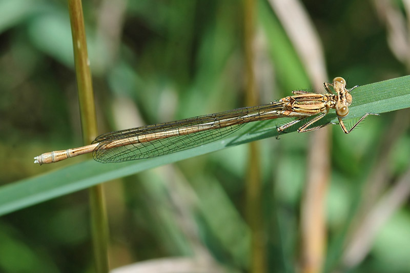 White-legged Damselfly (Platycnemis pennipes)