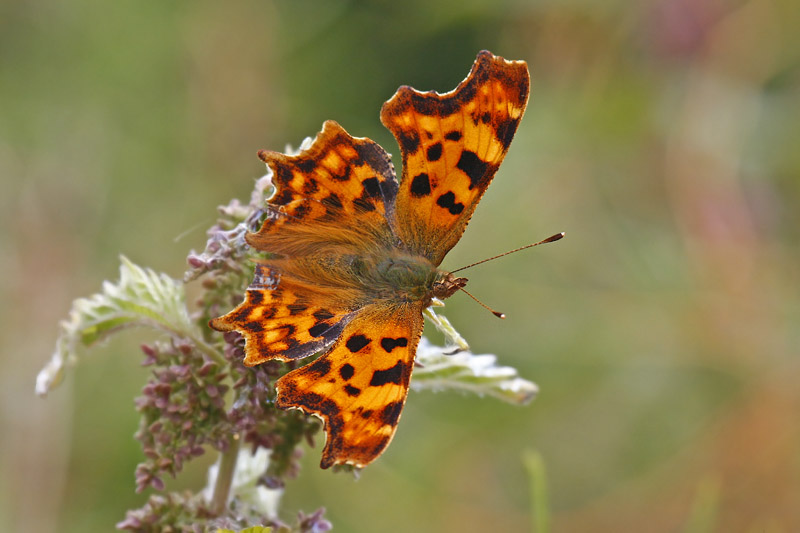 Comma (Polygonia c-album)