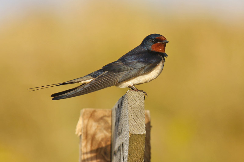 Barn Swallow (Hirundo rustica)