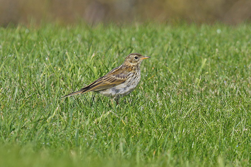 Meadow Pipit (Anthus pratensis)