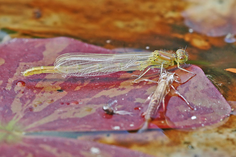 Small Red-eyed Damselfly (Erythromma viridulum)