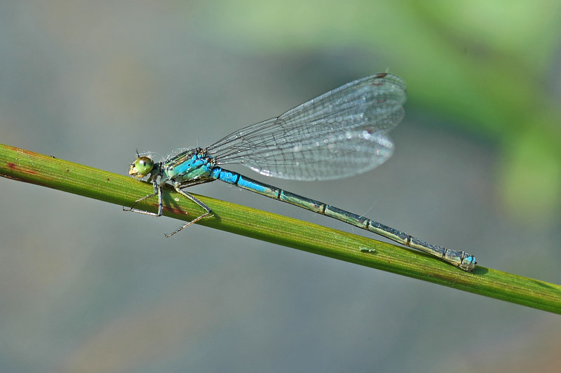 Small Red-eyed Damselfly (Erythromma viridulum)