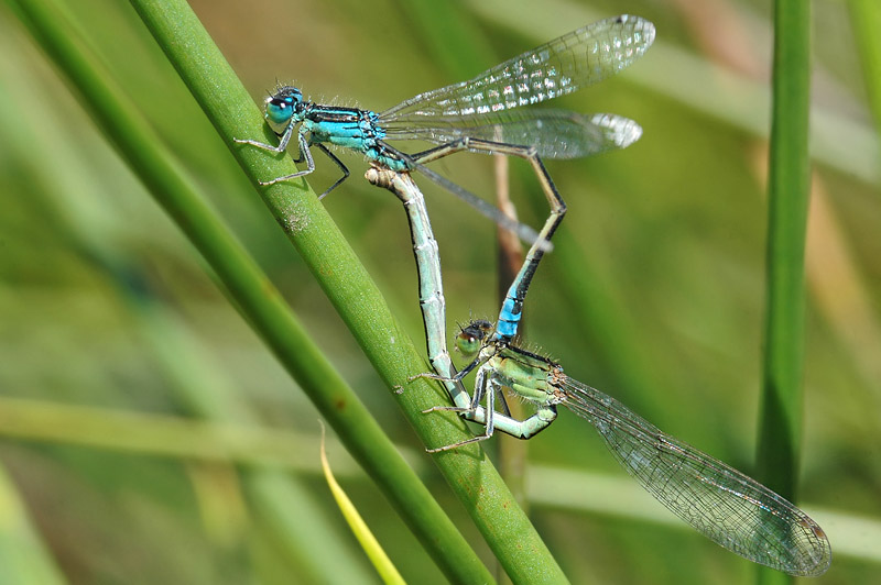 Scarce Blue-tailed Damselfly (Ischnura pumilio)