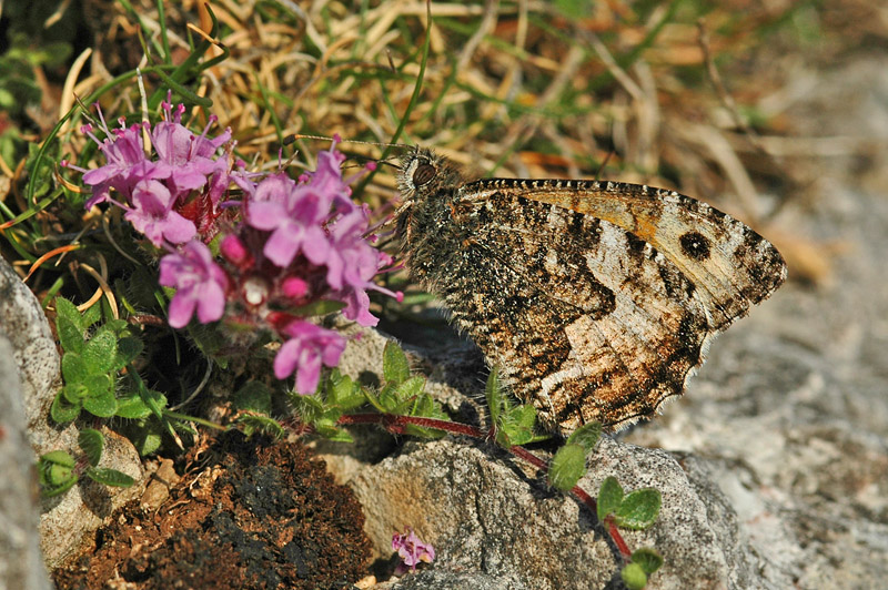 Grayling (Hipparchia semele thyone)