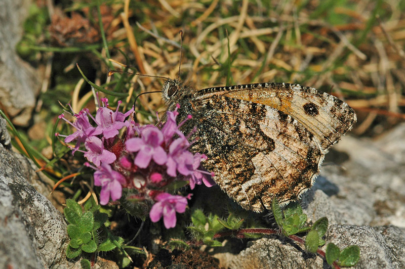Grayling (Hipparchia semele thyone)
