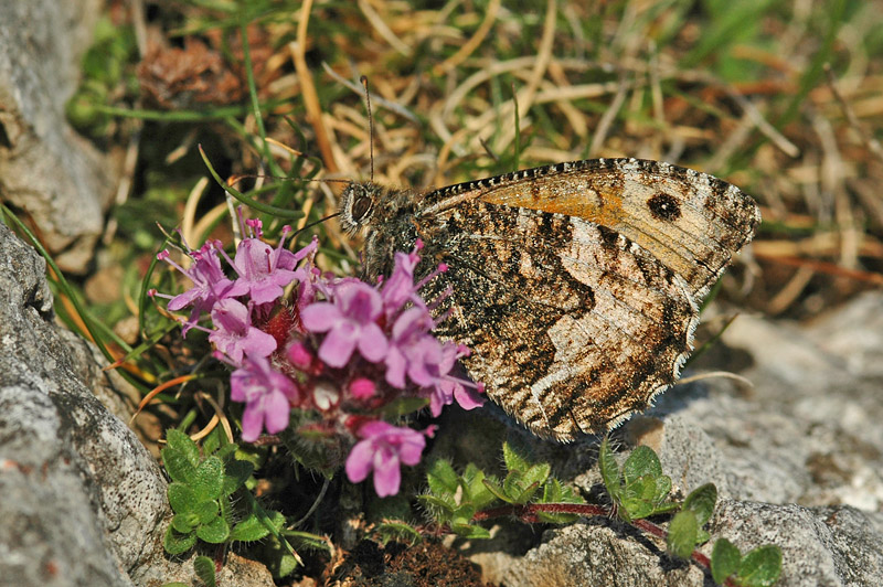 Grayling (Hipparchia semele thyone)