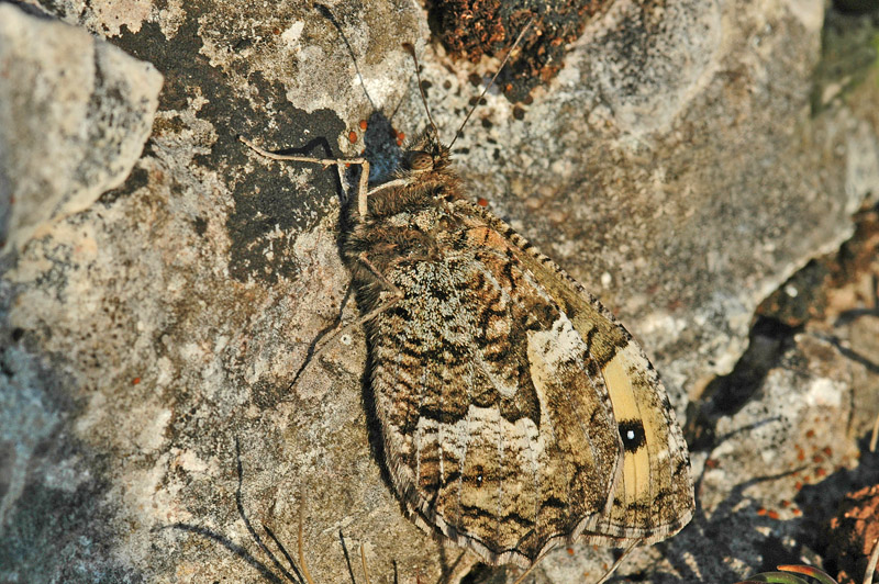 Grayling (Hipparchia semele thyone)