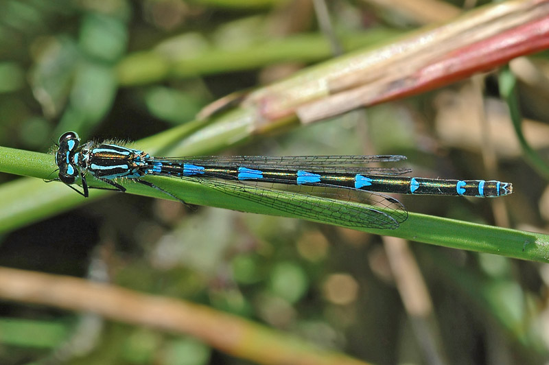 Variable Damselfly (Coenagrion pulchellum)