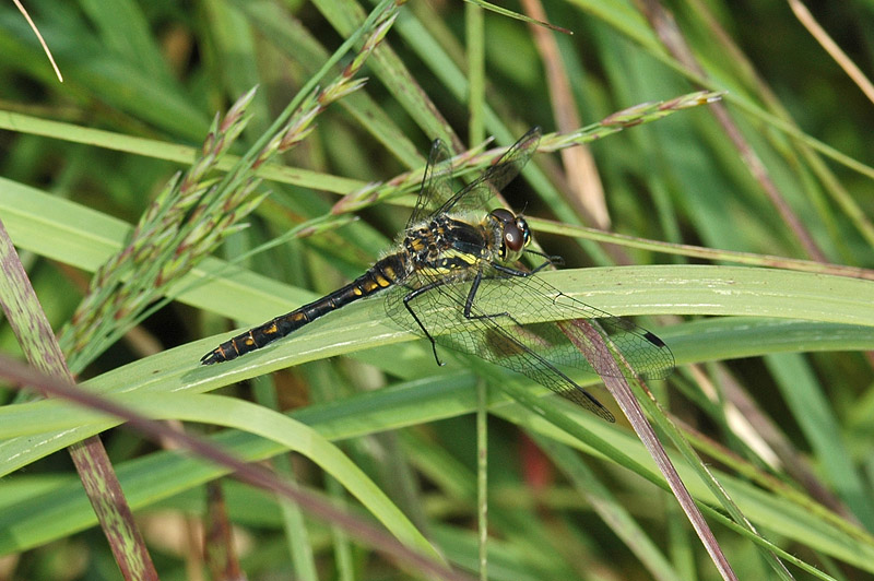 Black Darter (Sympetrum danae)