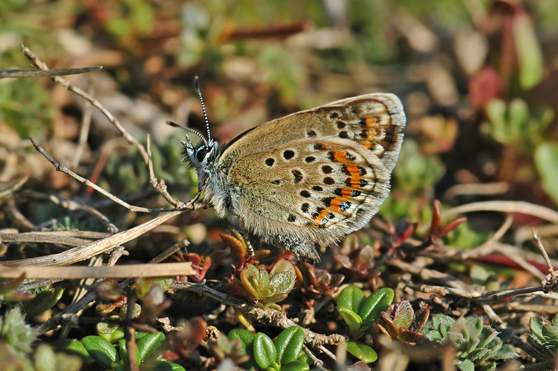 Silver-studded Blue (Plebejus argus caernensis)
