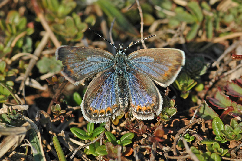Silver-studded Blue (Plebejus argus caernensis)