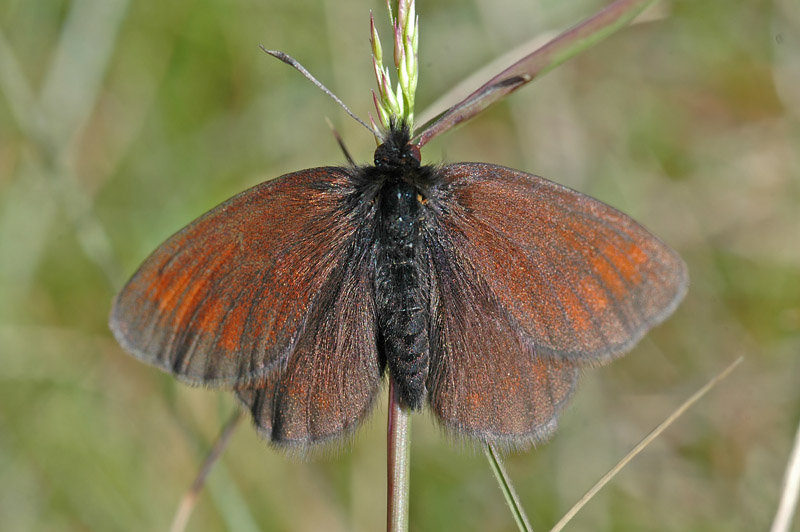 Mountain Ringlet (Erebia epiphron mnemon)