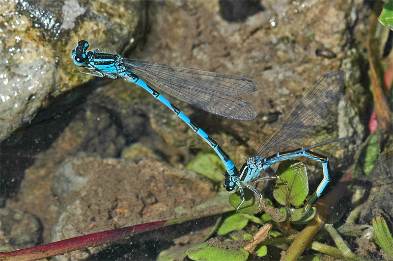 Southern Damselfly (Coenagrion mercuriale)