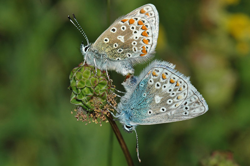 Common Blue (Polyommatus icarus)