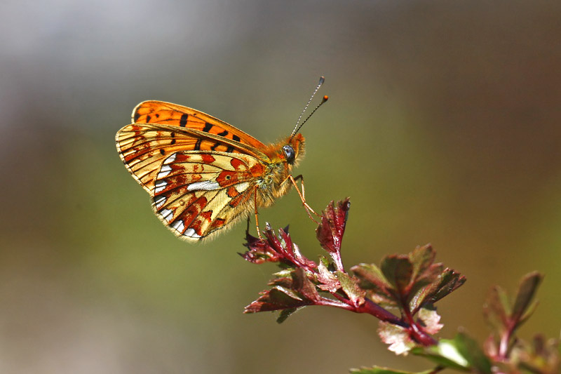 Pearl-bordered Fritillary (Boloria euphrosyne)