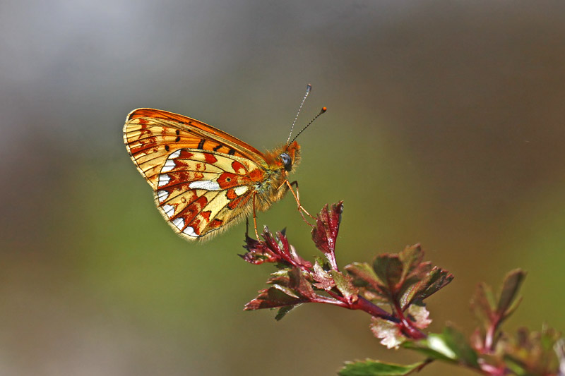 Pearl-bordered Fritillary (Boloria euphrosyne)