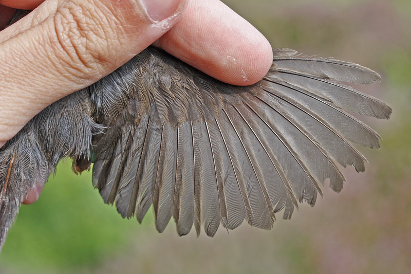 Dartford Warbler (Sylvia undata)