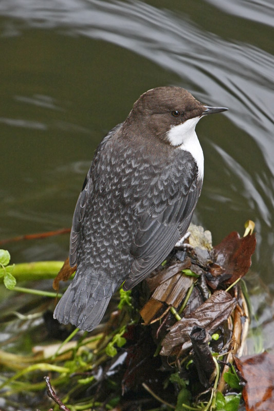 Black-bellied Dipper (Cinclus cinlus cinclus)