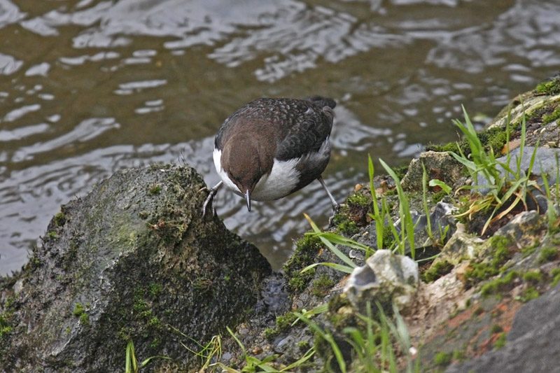 Black-bellied Dipper (Cinclus cinlus cinclus)