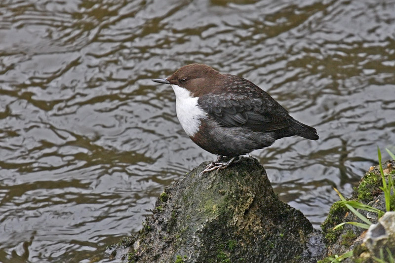 Black-bellied Dipper (Cinclus cinlus cinclus)