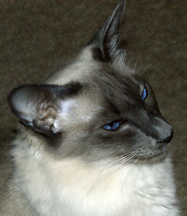 cats
