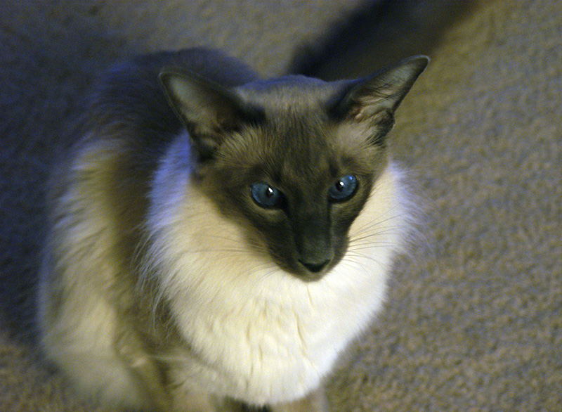cats