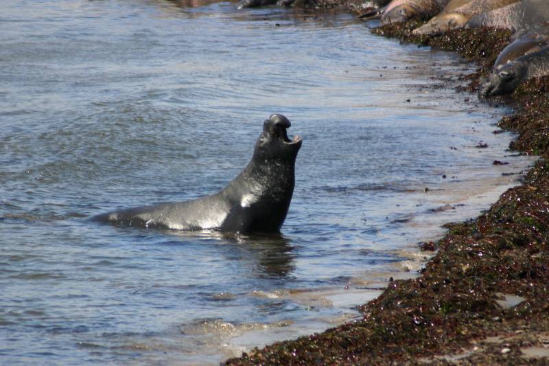 Elephant Seal