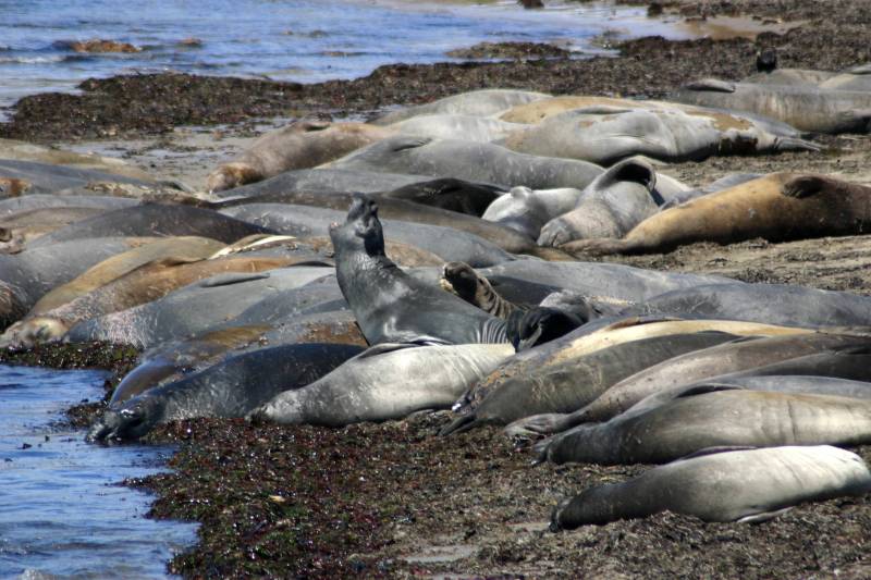 elephant seals