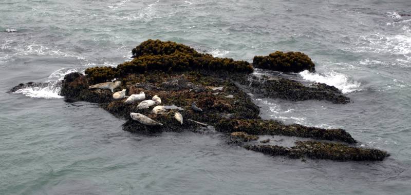 Habor Seal Reef