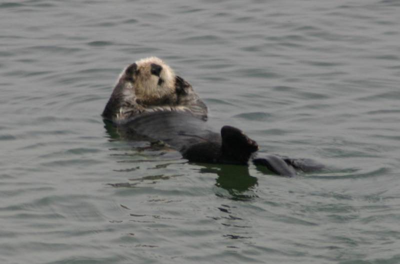 Sea Otter