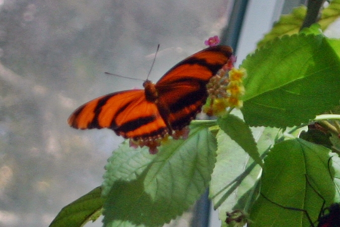 Banded Organge Heliconians 