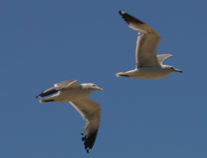Pair Of Gulls