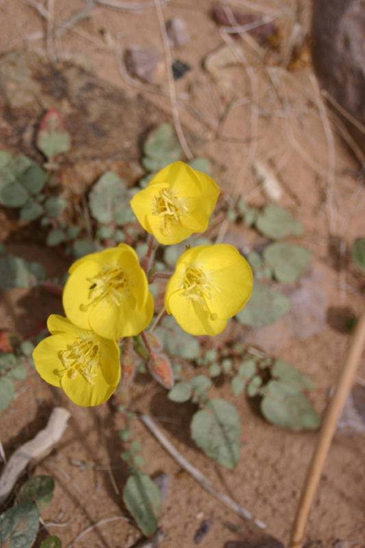 Golden Evening Primrose