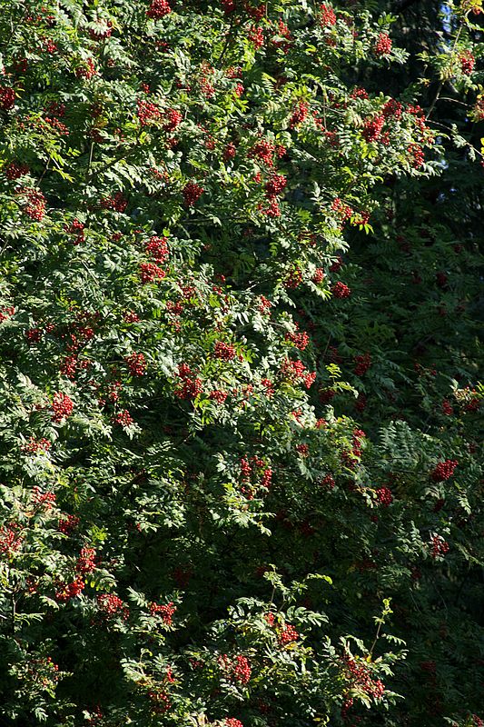 0001_IMG_3108 Mountain Ash