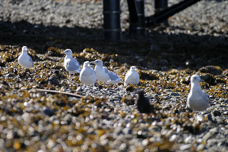 0009_IMG_1787 Gulls