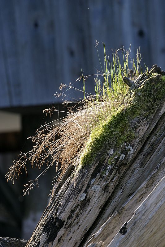0011_IMG_1793 Grass on Old Piling