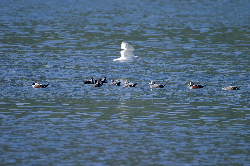 0012_IMG_1801 Harlequin Ducks with a Gull Flyby