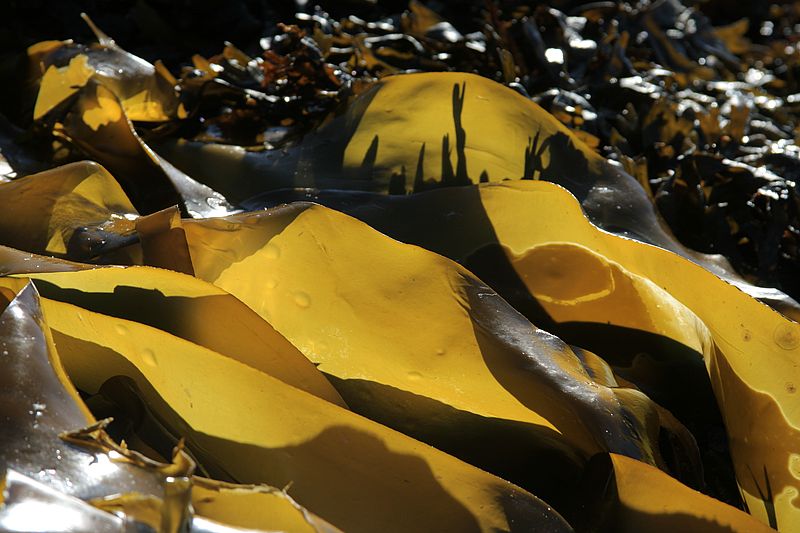 0015_IMG_3118 Kelp