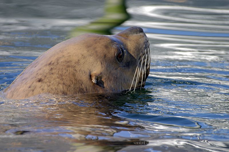 0027_IMG_1824 Resident Sea Lion