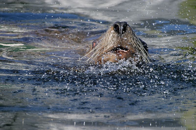 0029_IMG_1827 Resident Sea Lion