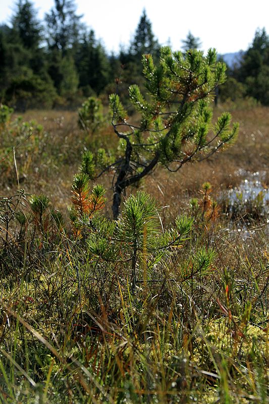 0032_IMG_3141 Muskeg, Shore Pine